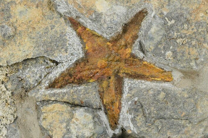 Ordovician Starfish (Petraster?) Fossil - Morocco #175286